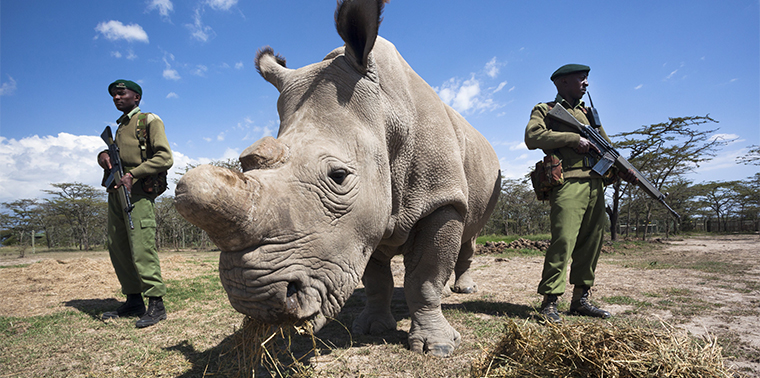 Protect Wildlife